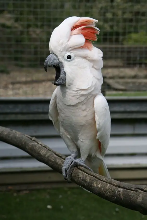 moluccan cockatoo