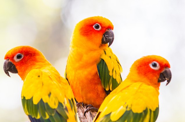 sun conure