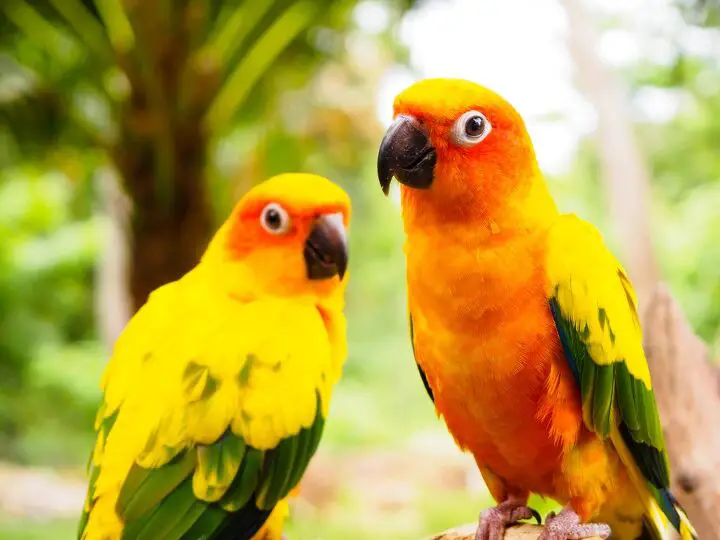 sun conure