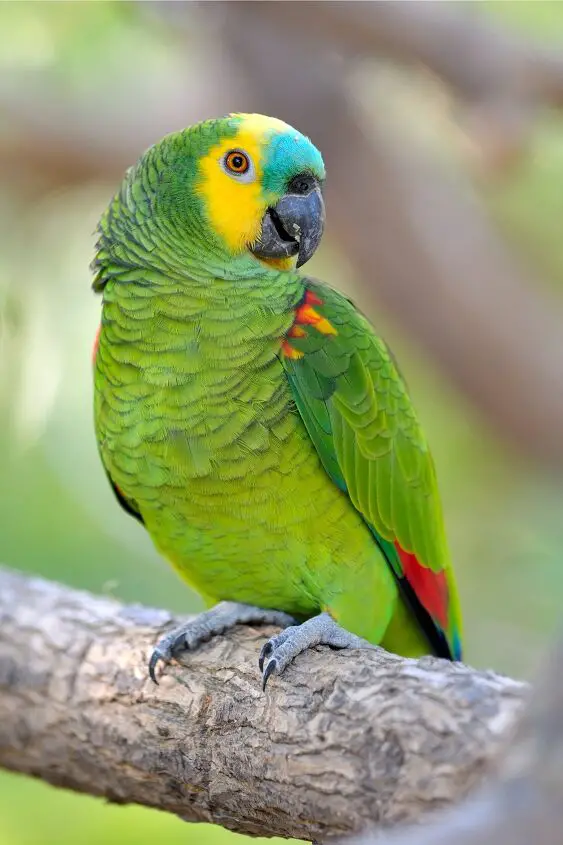 blue fronted amazon