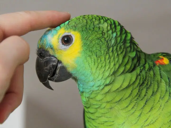 blue fronted amazon