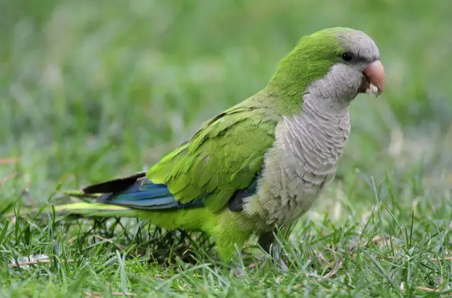 quaker parakeet