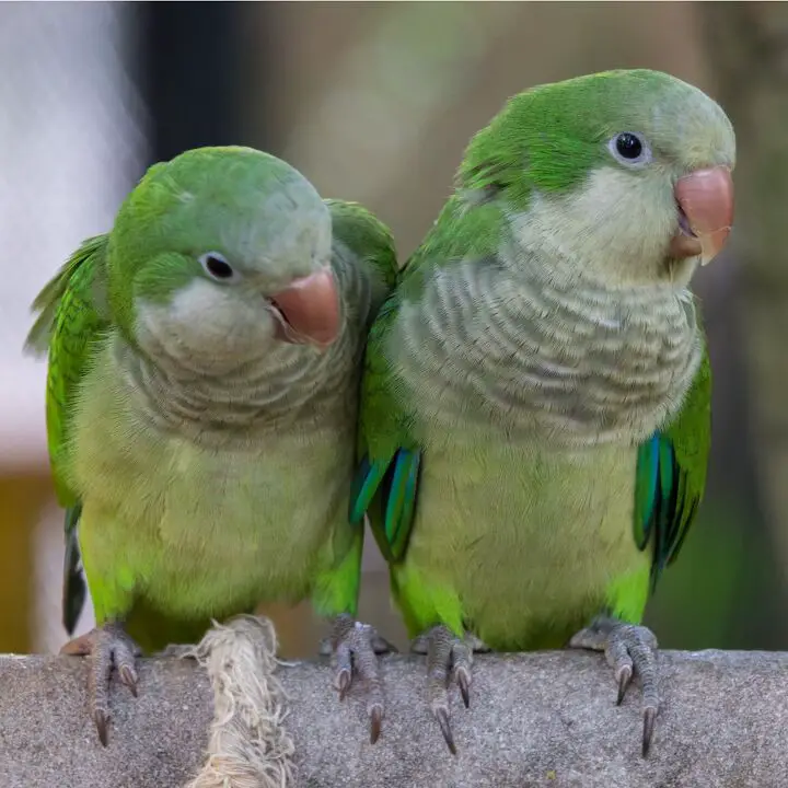 quaker parakeet