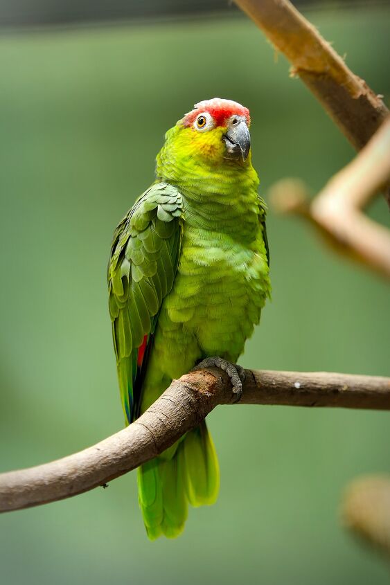 red lored amazon