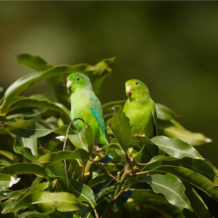 green rumped parrotlet