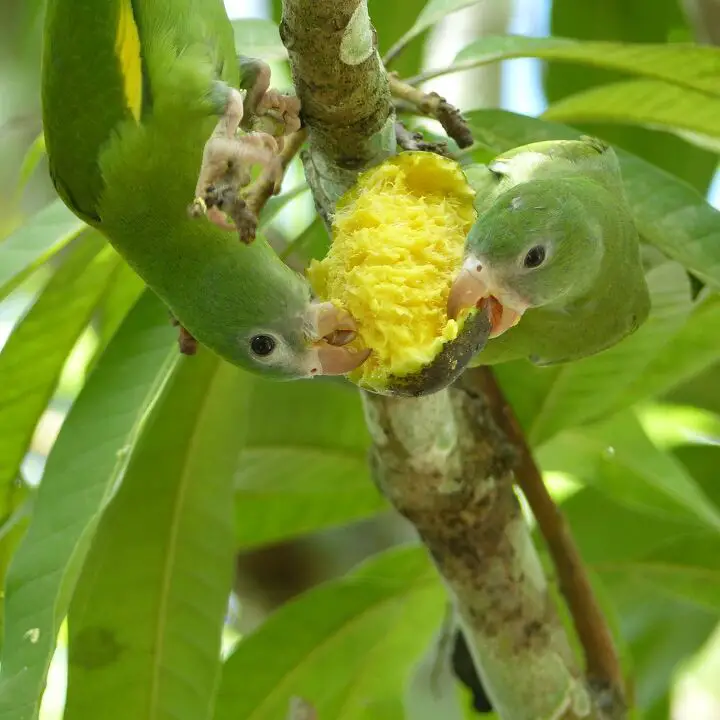 green rumped parrotlet