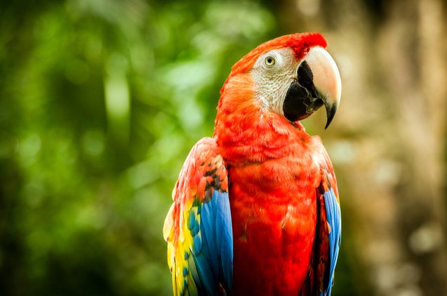 scarlet macaw