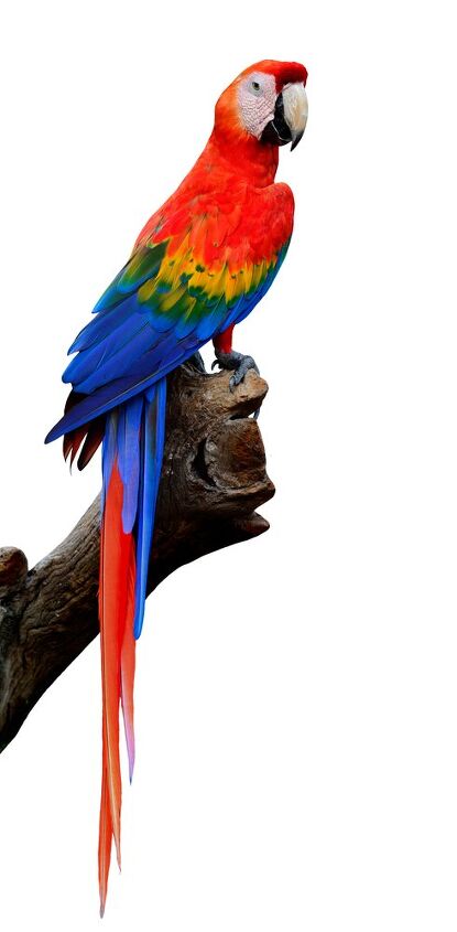 scarlet macaw