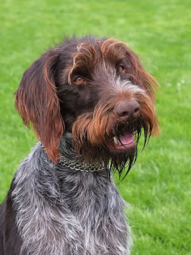 bohemian wirehaired pointing griffon