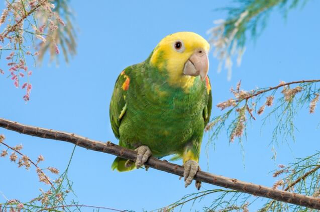 double yellow headed amazon