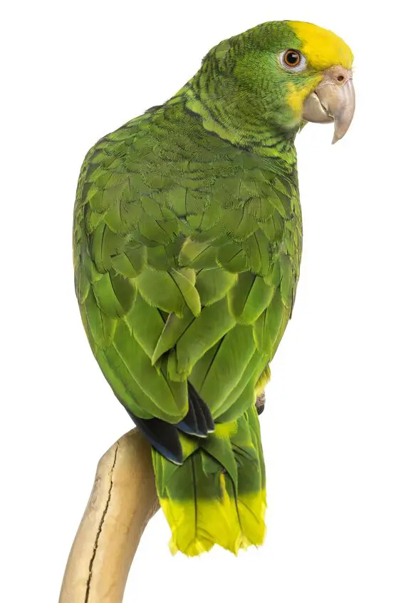 double yellow headed amazon