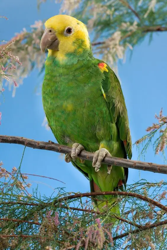 double yellow headed amazon