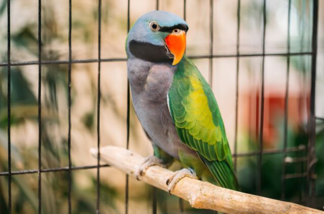 derbyan parakeet