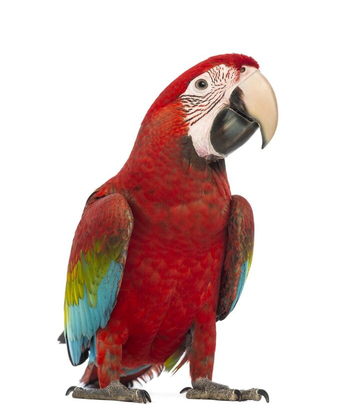 green winged macaw