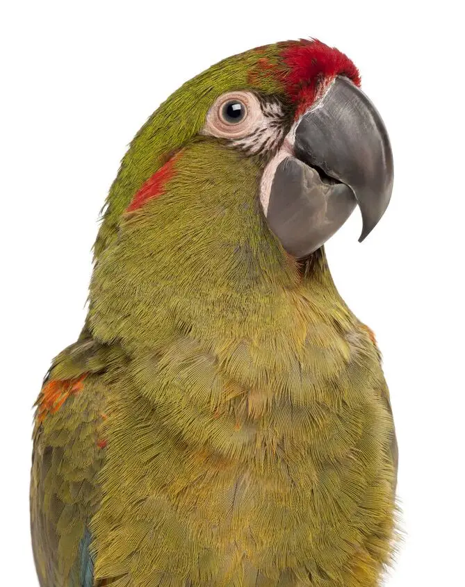 red fronted macaw