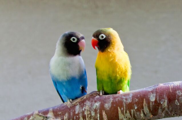 masked lovebird