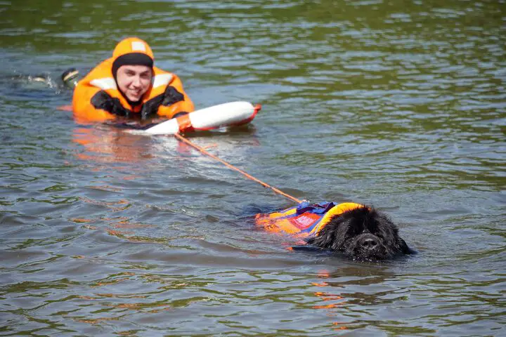 moscow water dog