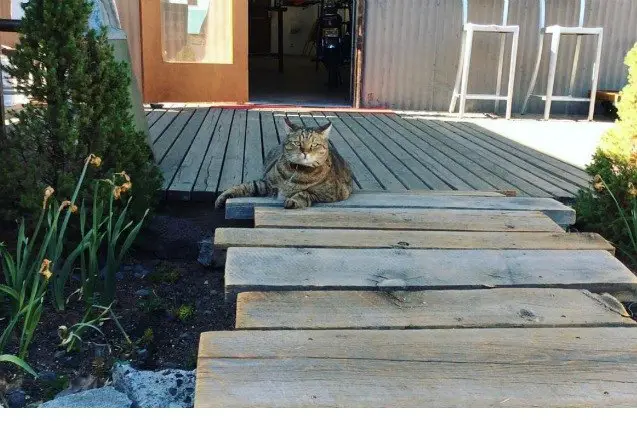 cat with a pawpose runs for mayor in oregon