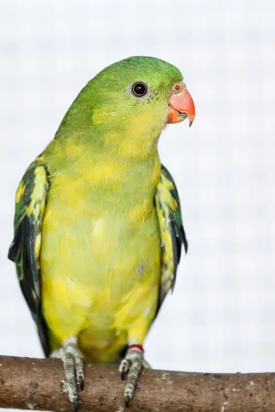 regent parakeet