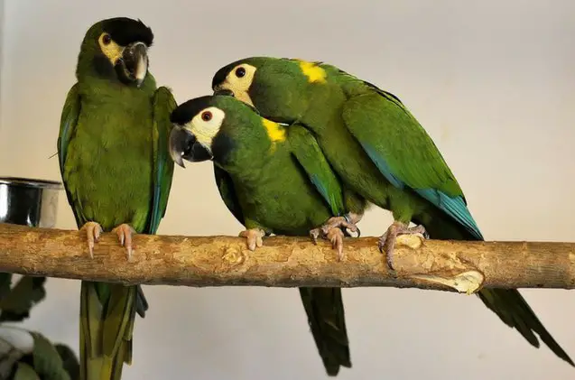 golden collared macaw