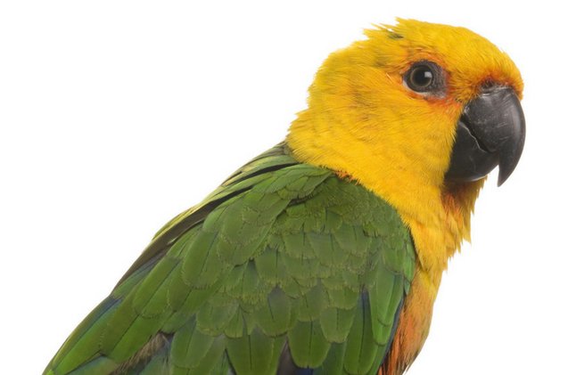 jenday conure