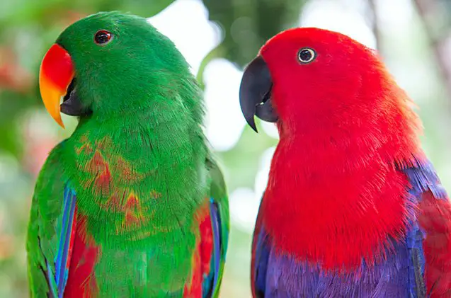 eclectus parrot