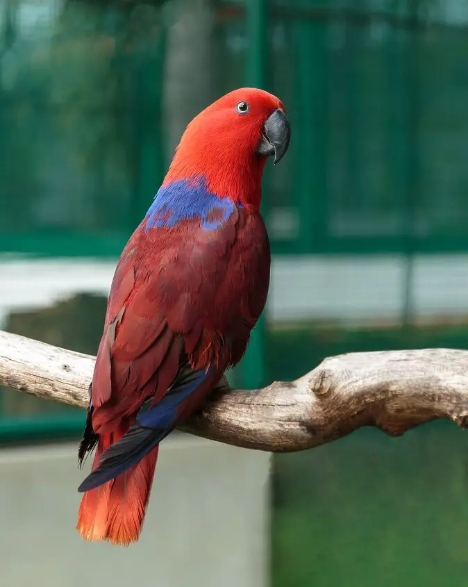 eclectus parrot