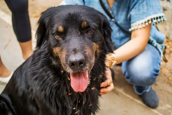 golden rottie