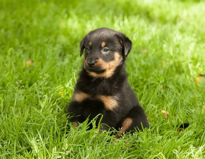 golden rottie