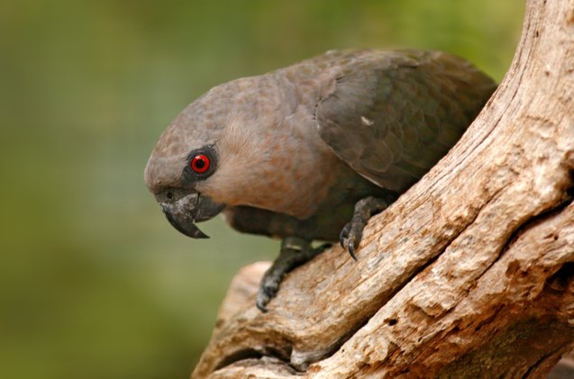 red bellied parrot