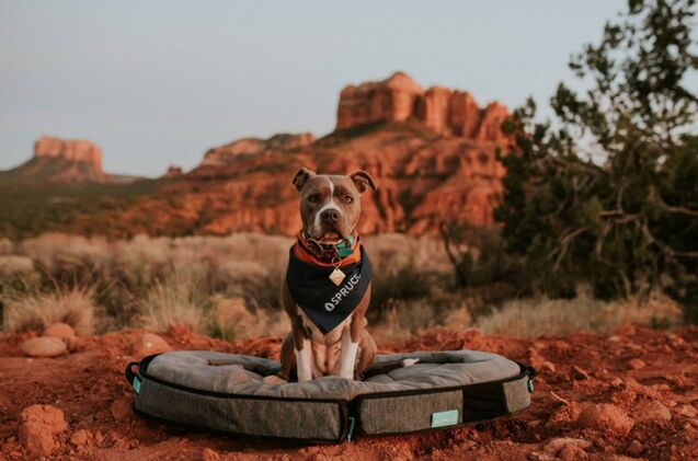 this pawesome portable bed is a dream come true for furry adventurers