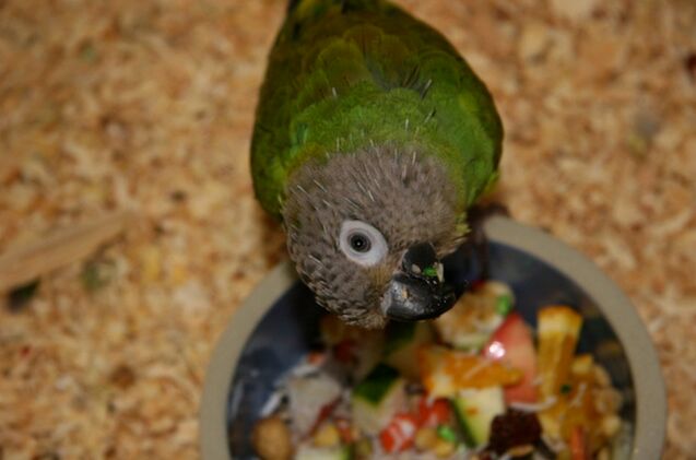 dusky headed conure