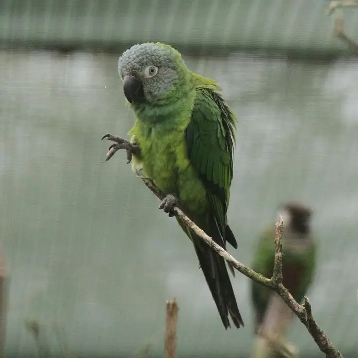 dusky headed conure