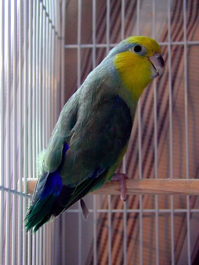 yellow faced parrotlet