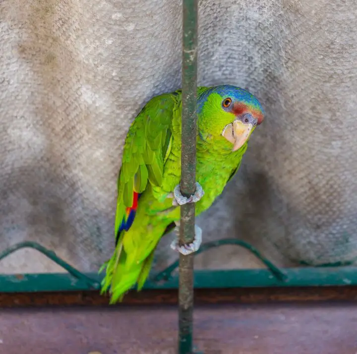 lilac crowned amazon