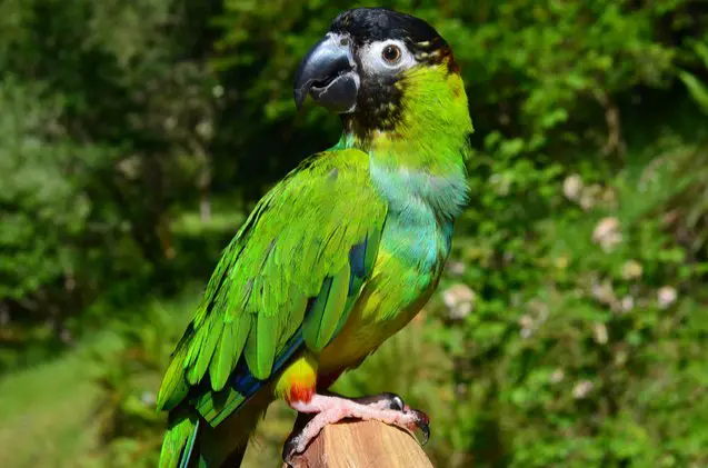 nanday conure