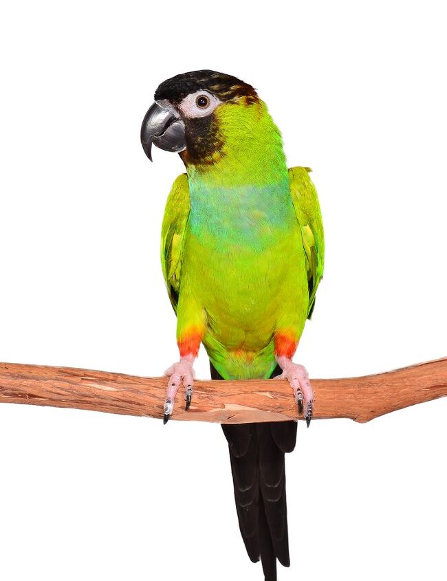 nanday conure