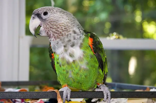 cape parrot