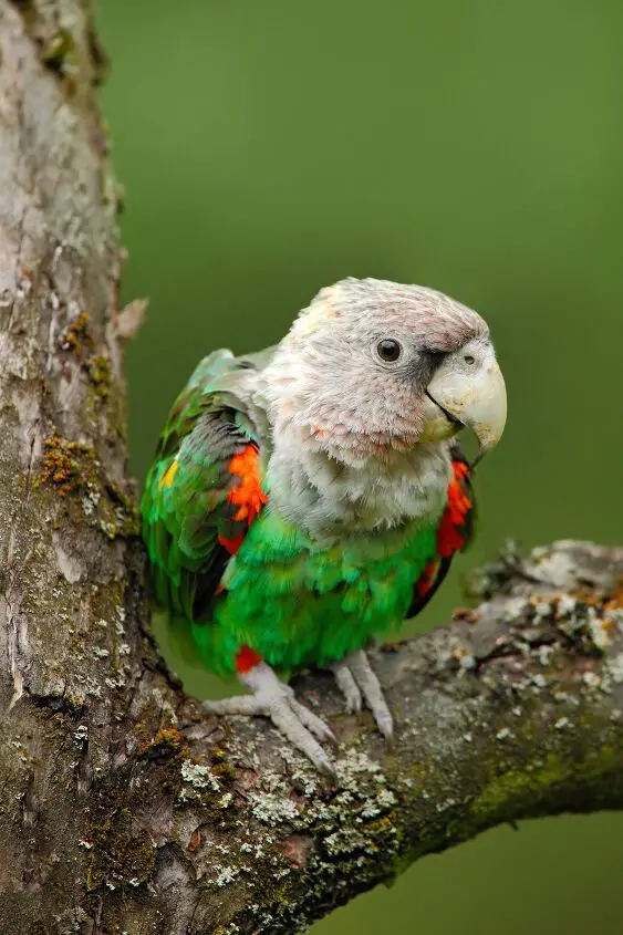 cape parrot