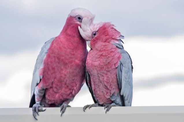 rose breasted cockatoo