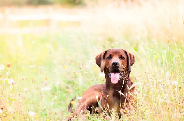 redbone retriever