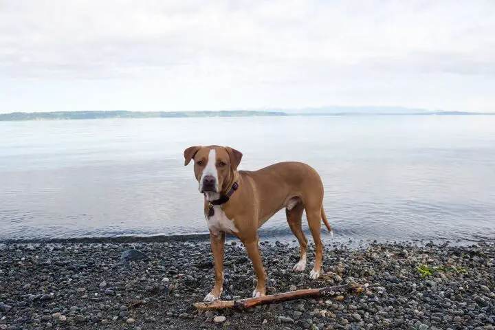 redbone retriever