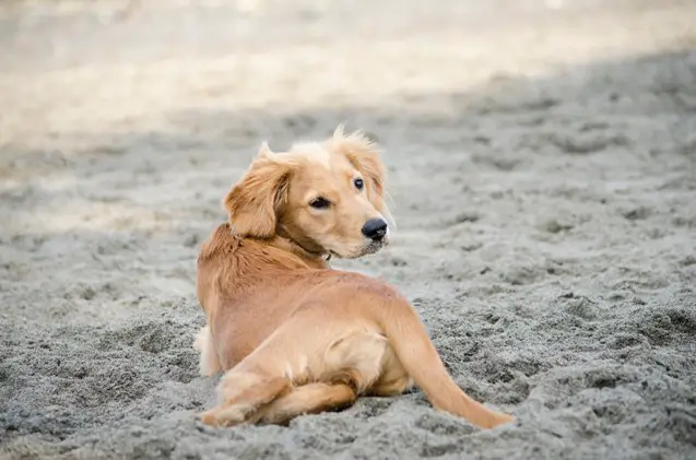 golden cavalier