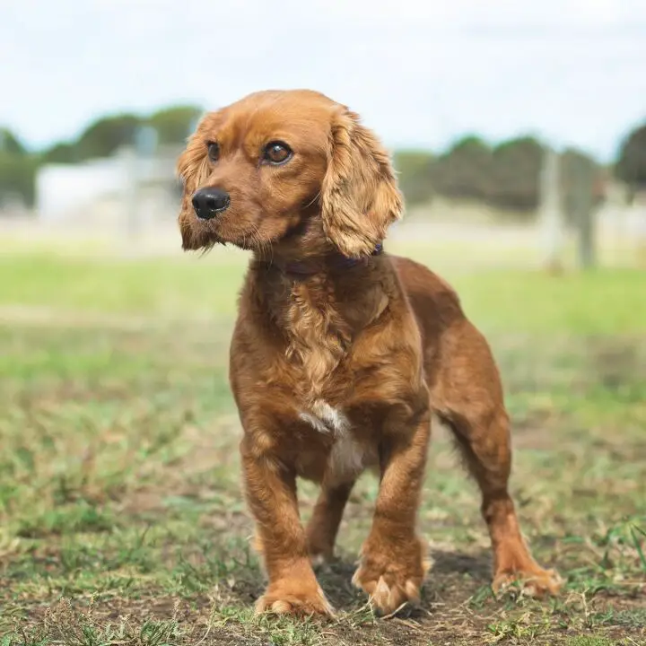 golden cavalier