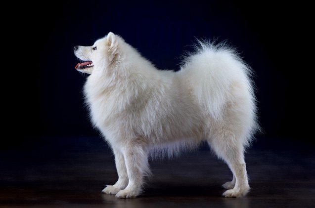 giant spitz