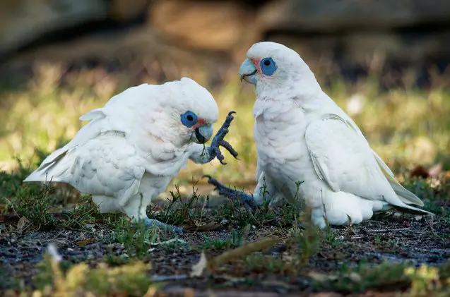 bare eyed cockatoo