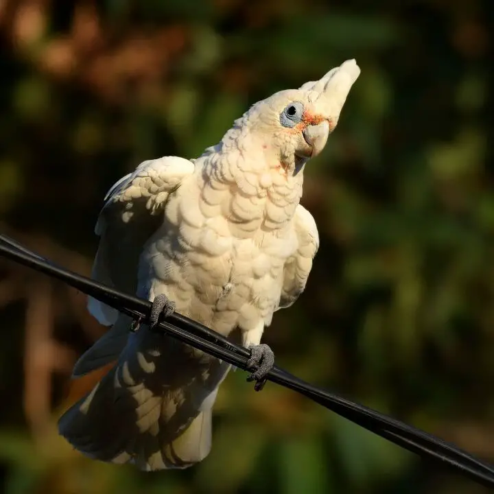 bare eyed cockatoo