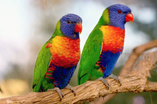 rainbow lory