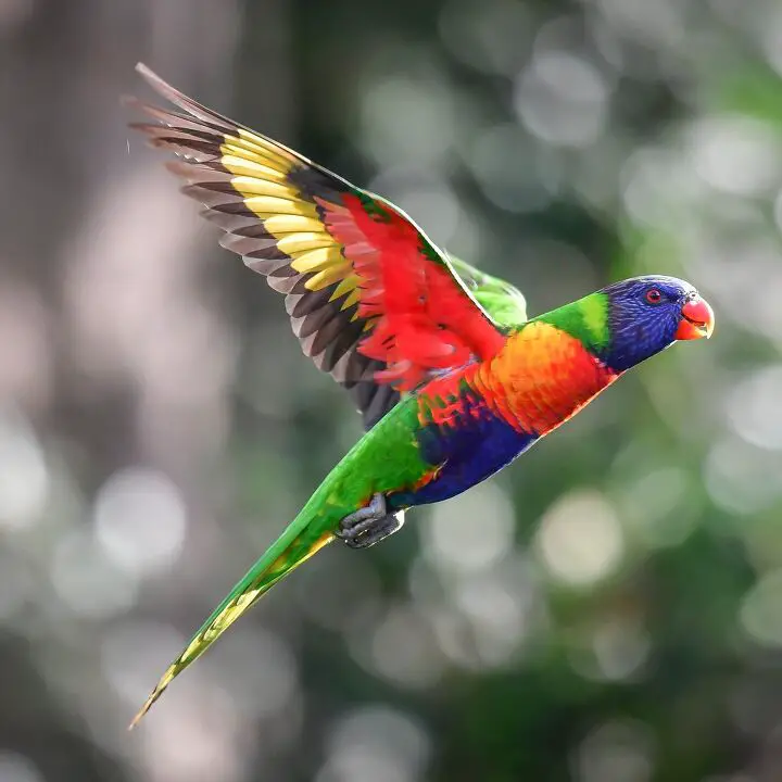 rainbow lory