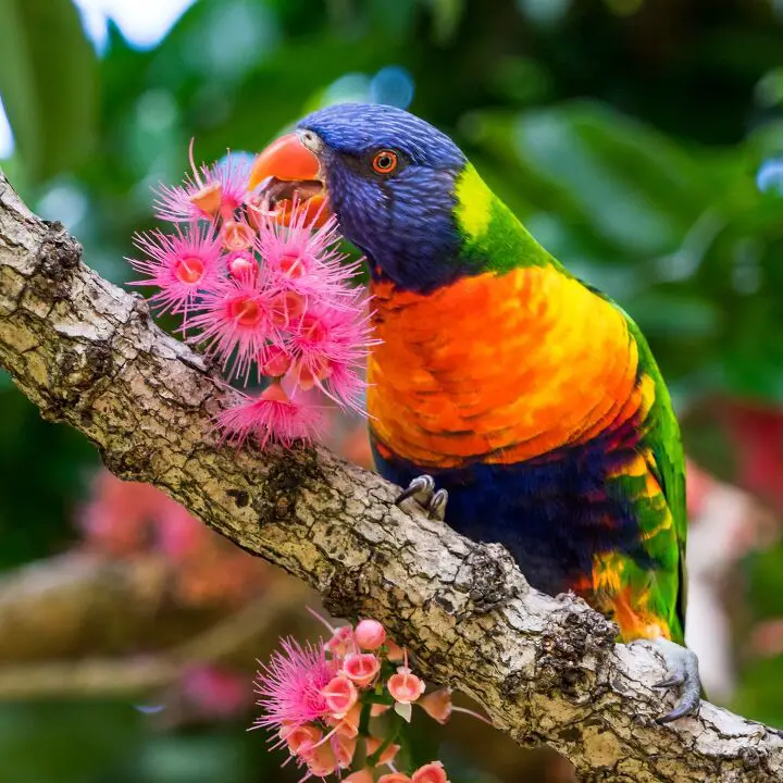 rainbow lory